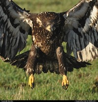 Photo by Brentlee | Mount Vernon  birds, eagles, birds of prey, bald eagles
